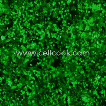 WB-F344-GFP示蹤穩(wěn)定細(xì)胞株（種屬鑒定正確）
