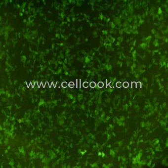 B16-F10-GFP示蹤穩(wěn)定細(xì)胞株（STR鑒定正確）
