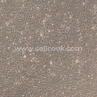 15P-1 PYTL基因小鼠睪丸支持細(xì)胞（種屬鑒定正確）