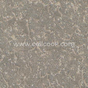 HT-29-LUC示蹤穩(wěn)定細胞株（STR鑒定正確）