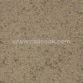 MH-S小鼠肺泡巨噬細(xì)胞