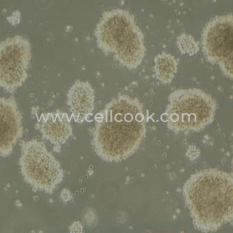 MT-4人T細胞白血病細胞（STR鑒定正確）