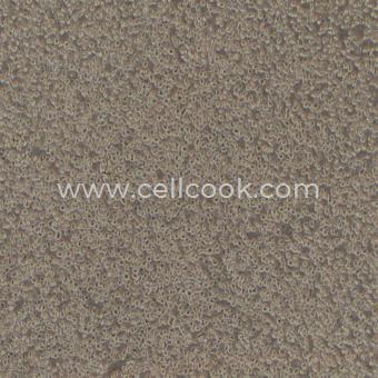 H9人T淋巴細胞白血?。⊿TR鑒定正確）