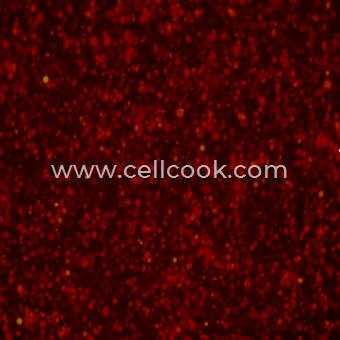 AsPC-1-RFP示蹤穩(wěn)定細(xì)胞株（STR鑒定正確）