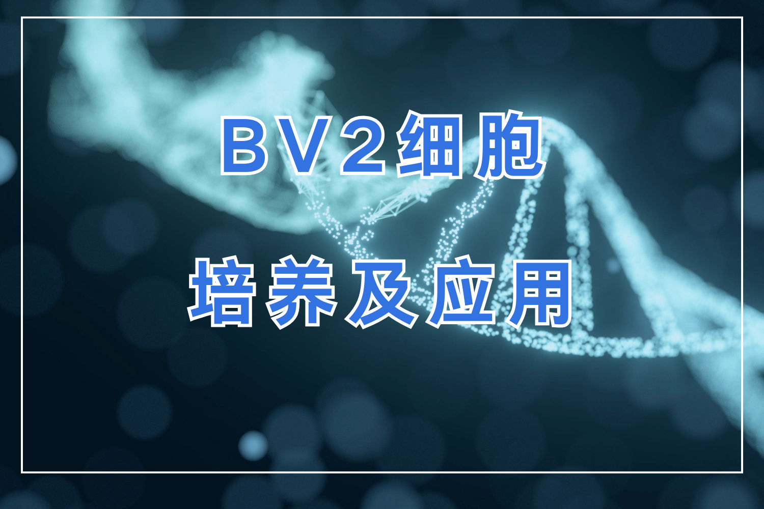 BV2小膠質(zhì)細(xì)胞：培養(yǎng)要點、極化模型與神經(jīng)科學(xué)研究應(yīng)用