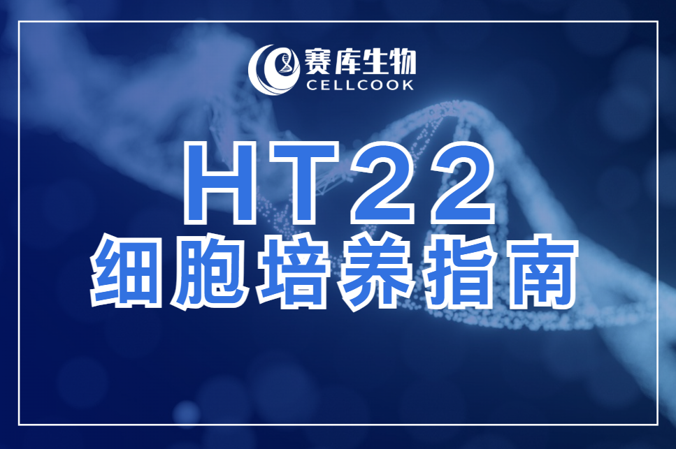 HT-22細(xì)胞：高效培養(yǎng)與關(guān)鍵要點(diǎn)